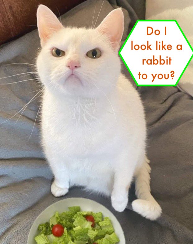 do I look like rabbit.jpeg