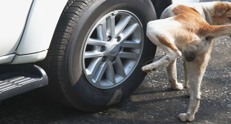 dog-pee-on-tyre-800x430.jpg
