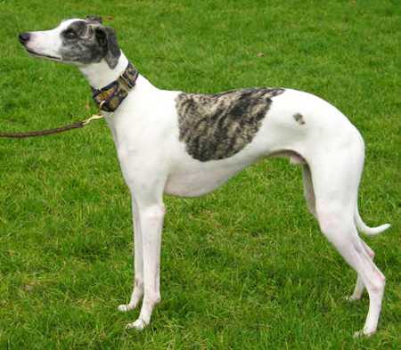 Dog_Whippet_1.jpg