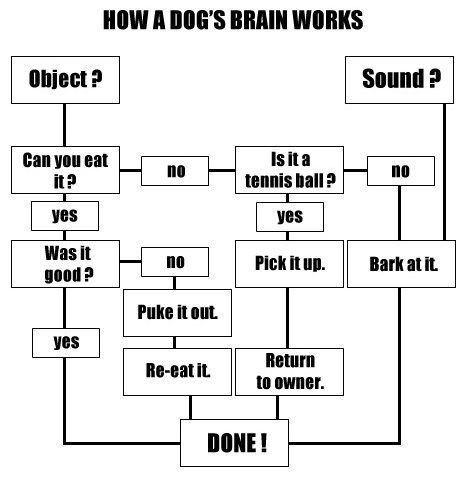 dogbrain.jpg