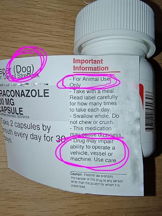 Drug may impair dog driving.jpg