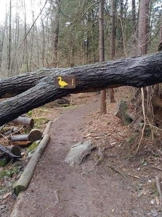 duck.jpg