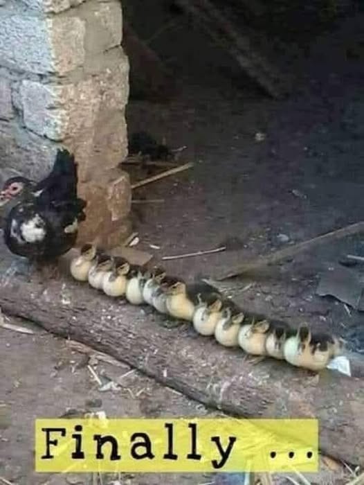 ducks in a row.jpg