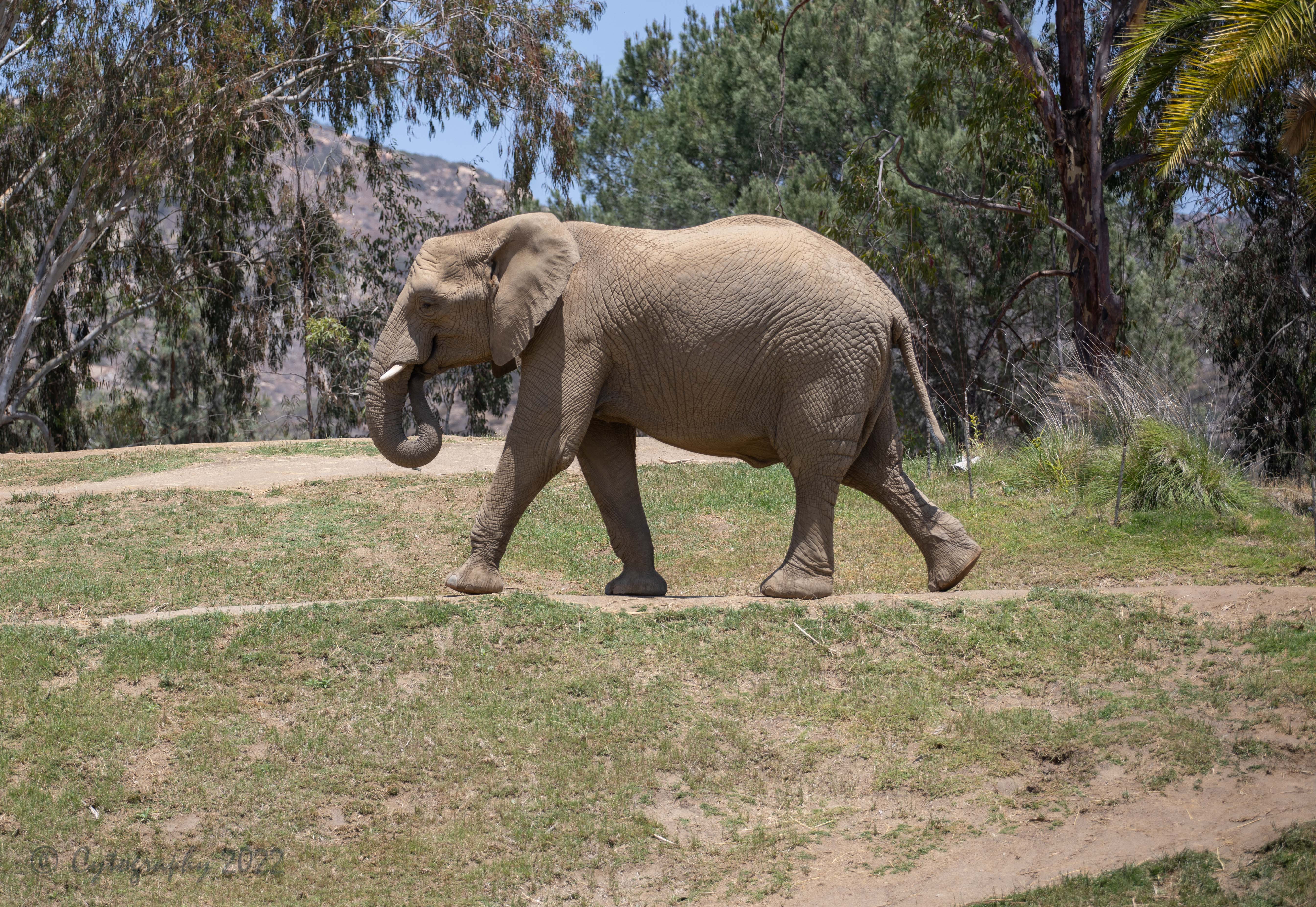 Elephant-0152.jpg