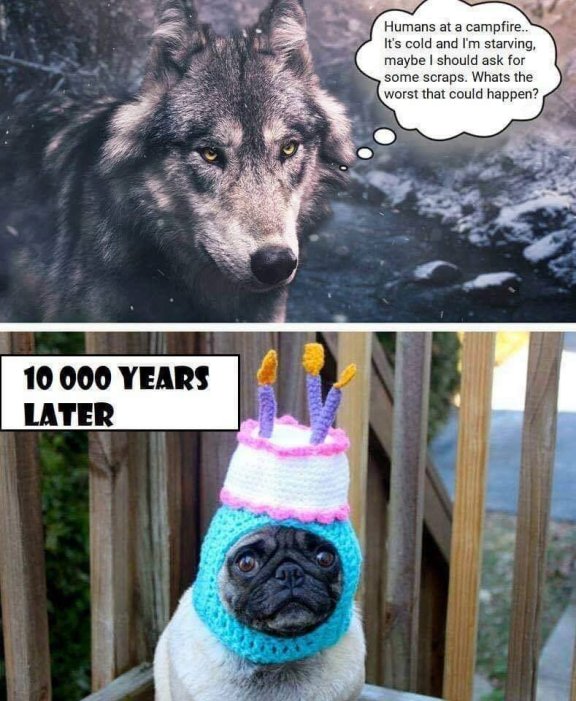 evolution of the dog.jpg