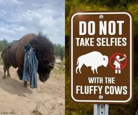 Fluffy cows.jpg