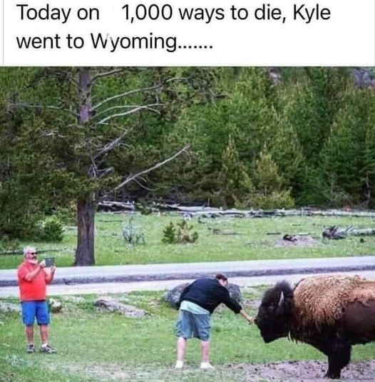 fluffyCow1.jpg