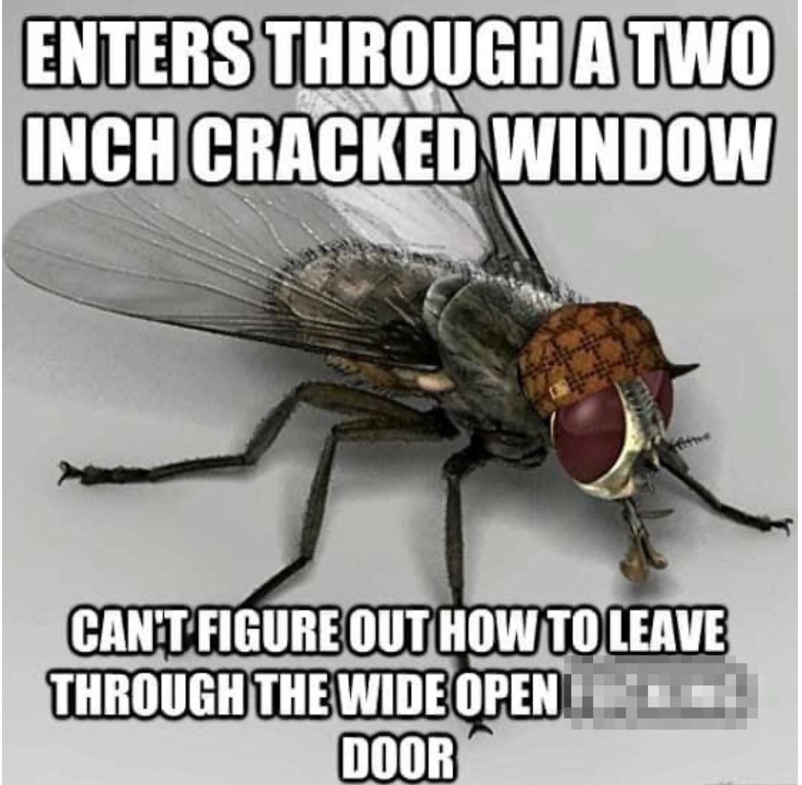 fly.jpg
