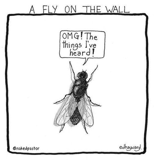 Fly on the wall.jpg