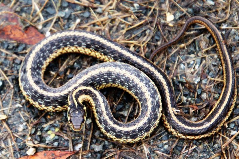 Garter Snake - 11-19-2018 (2).jpg