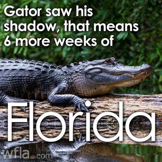 GatorPrediction.jpg