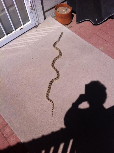 Gopher Snake at Valeskas.jpg