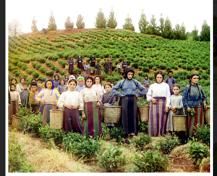 Gorskii - Tea Harvest ca 1908.png