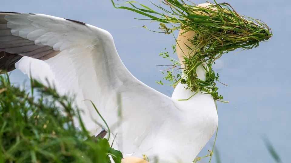 grass covered gannet.jpg