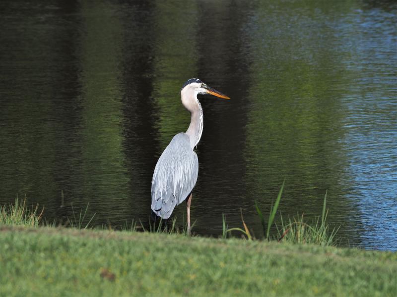 Great Blue-manual exposure.jpg