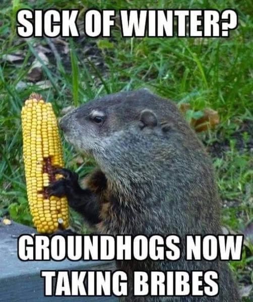 groundhogs taking bribes.jpg