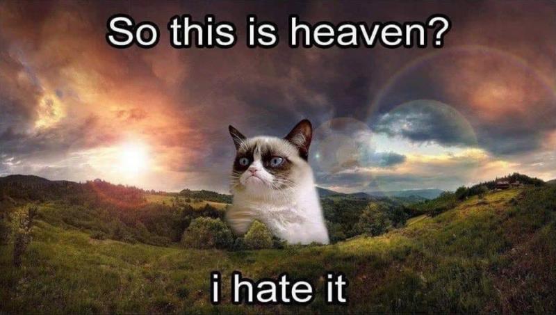 Grumpy Cat.jpg