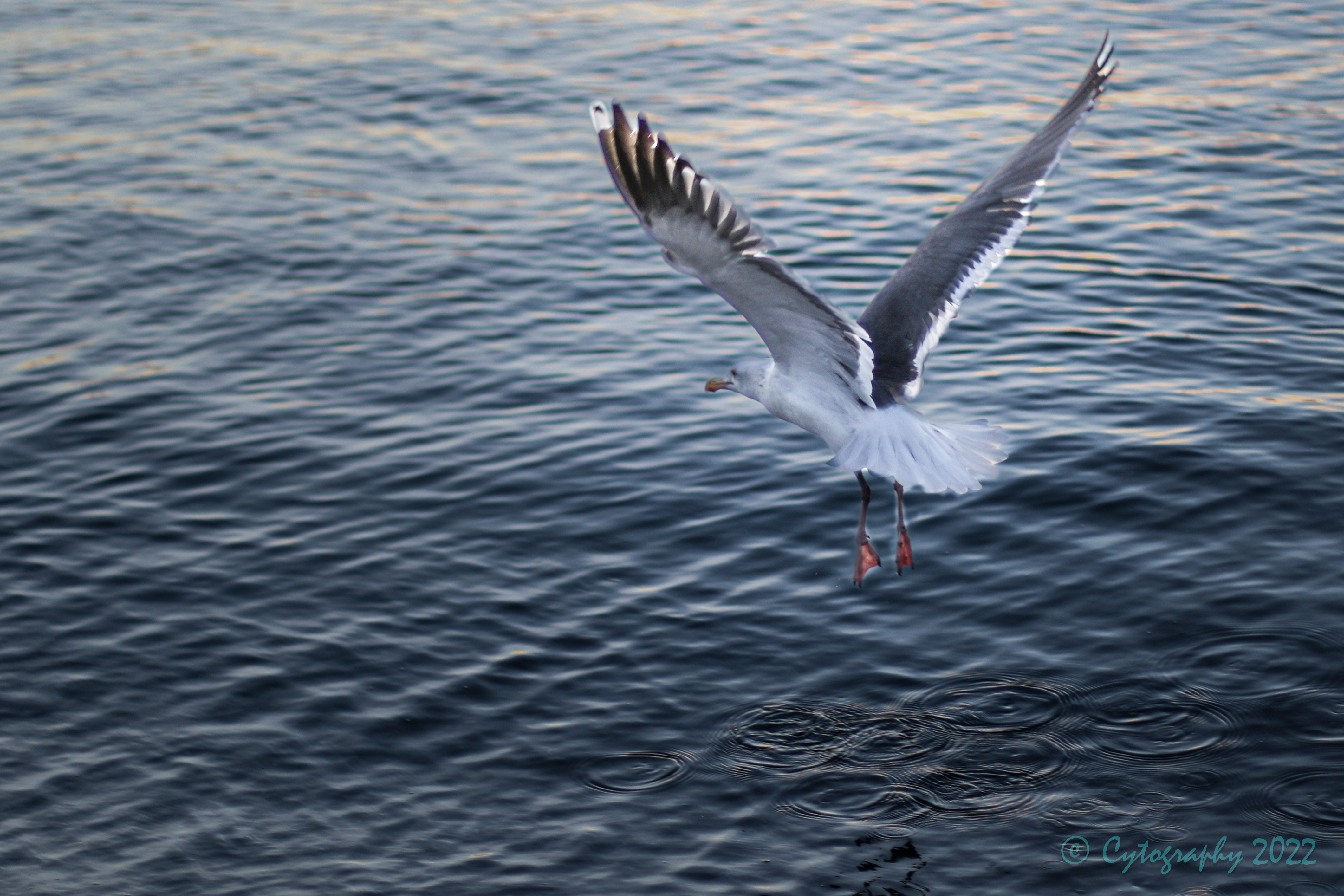 gull-7026.jpg