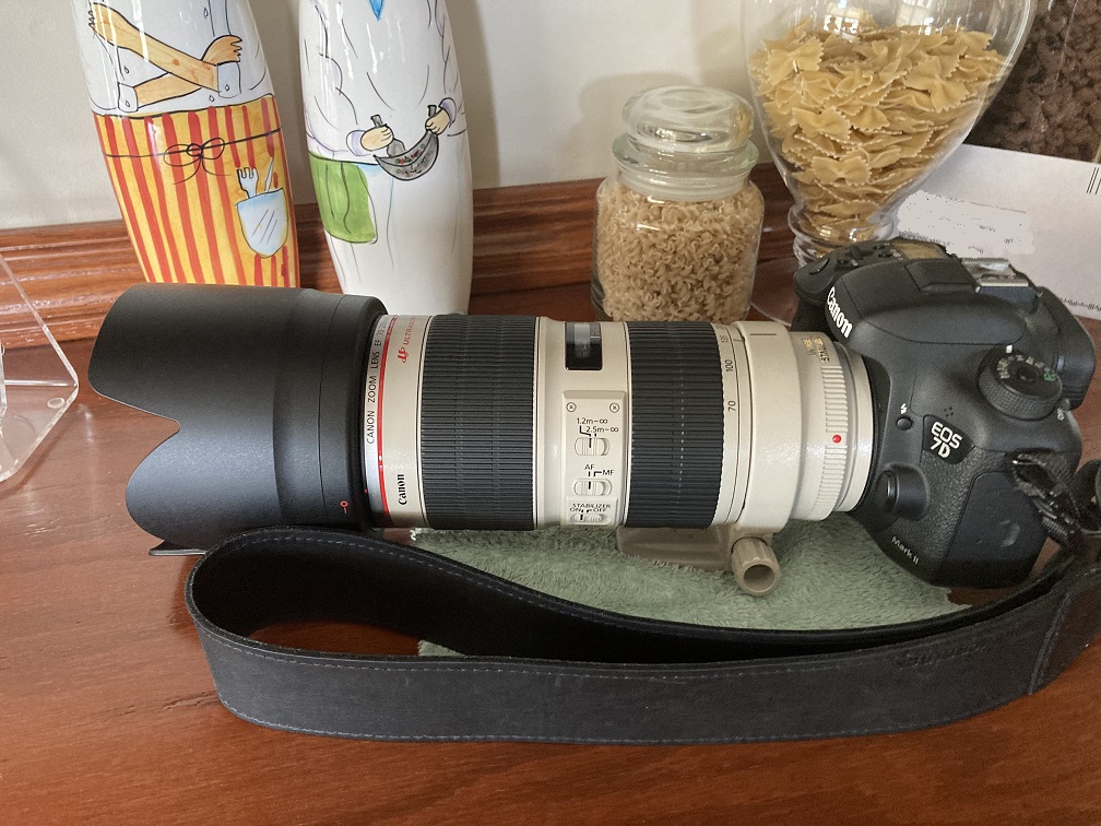 Hollys Camera.jpg