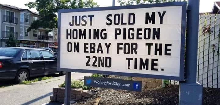 homing pigeon.jpg