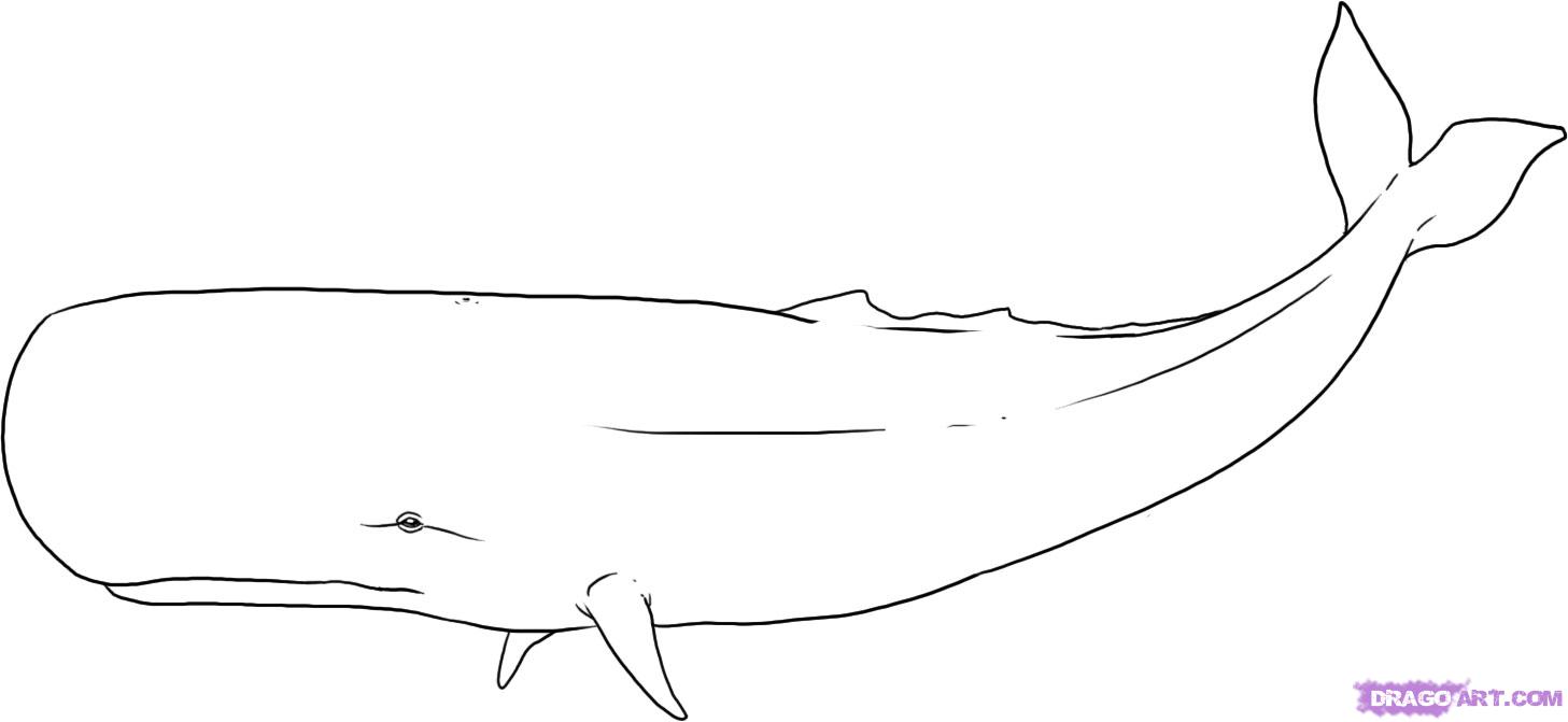 how-to-draw-a-sperm-whale-step-4_1_000000004661_5.jpg