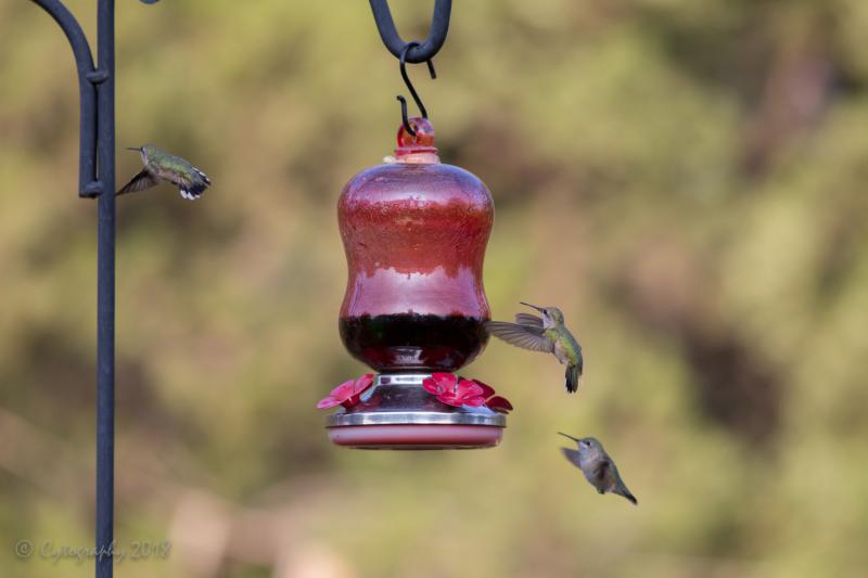 Hummers 20 Aug 2018-14 copy.jpg