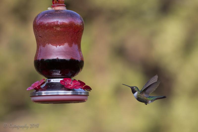 Hummers 20 Aug 2018-19 copy.jpg