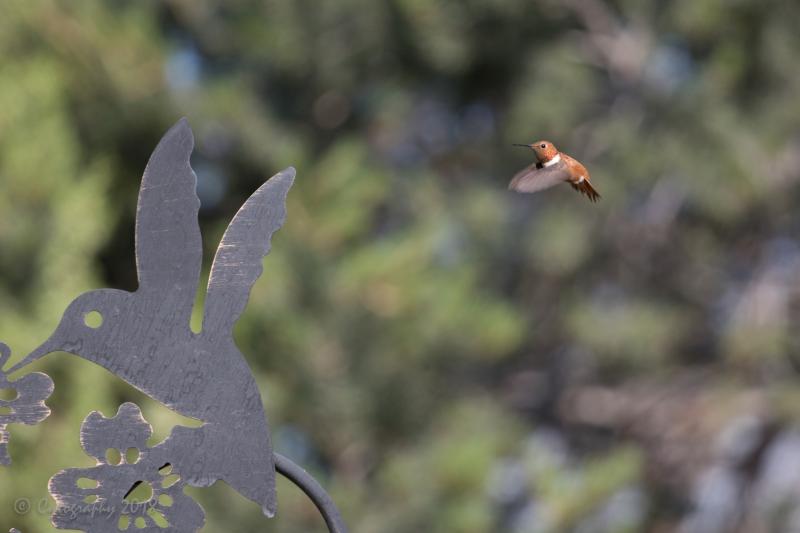 Hummers 20 Aug 2018-4 copy.jpg