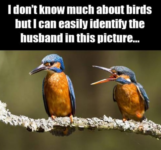 HusbandBird.jpg