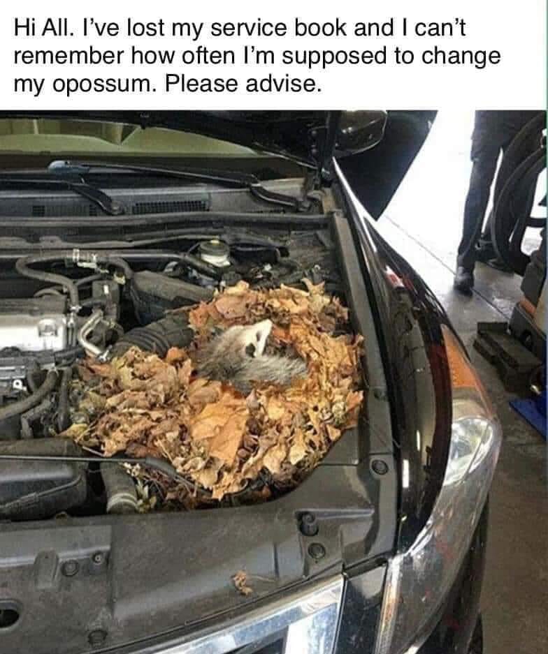 image.jpeg