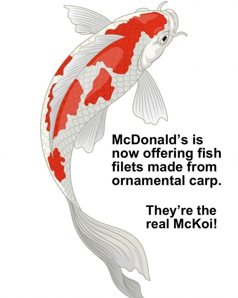 image.jpeg