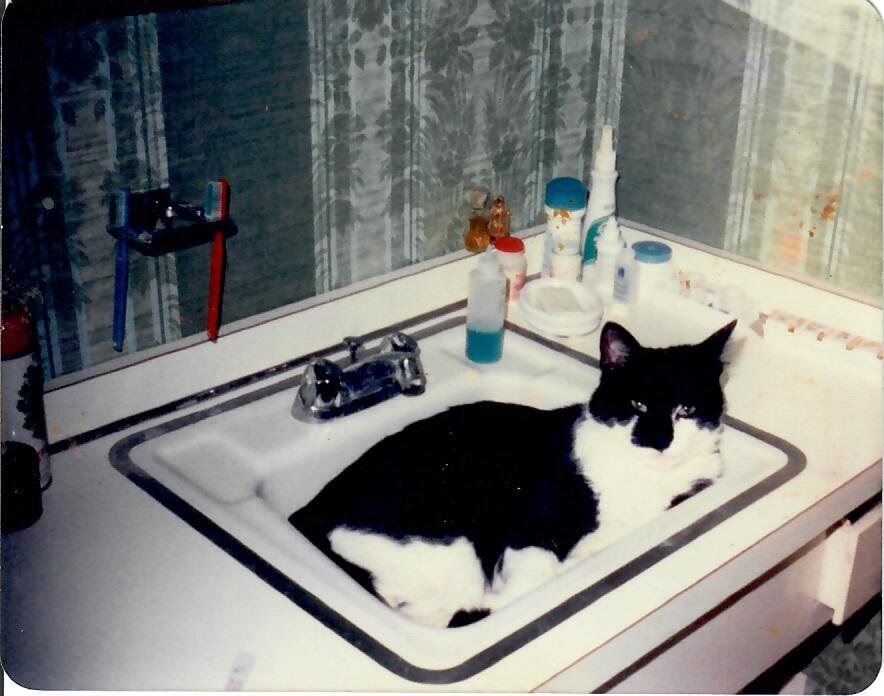 Jazz in Sink.jpg