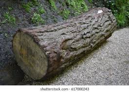 Large log.jpg