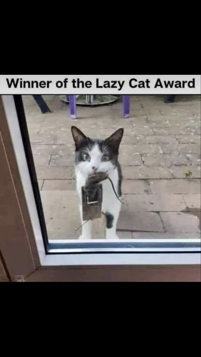 lazy cat.jpeg