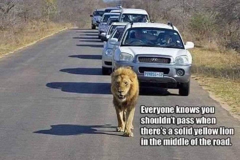 lion.jpg