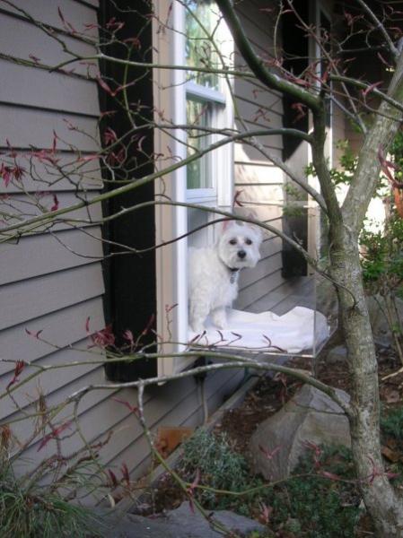 looks up street at me.jpg