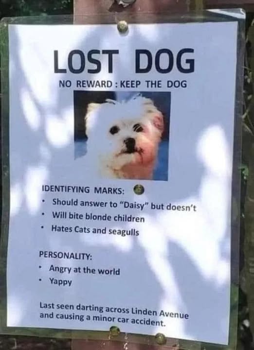Lost Dog.jpg