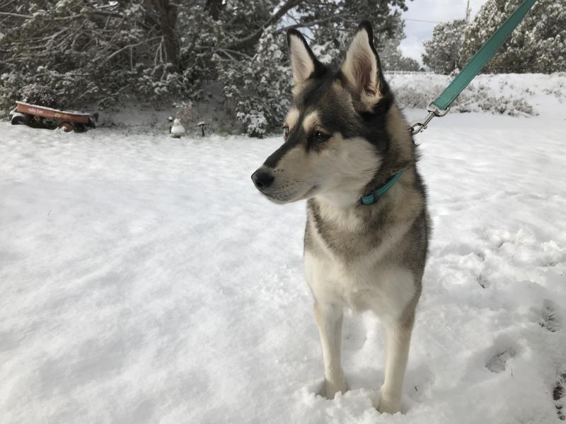 Luna Snow 2 Dec 18.jpg