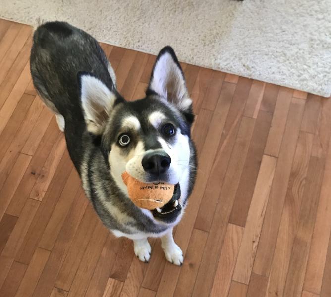 Luna with ball.jpg