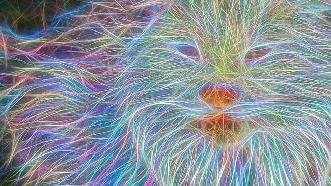 meow.jpg