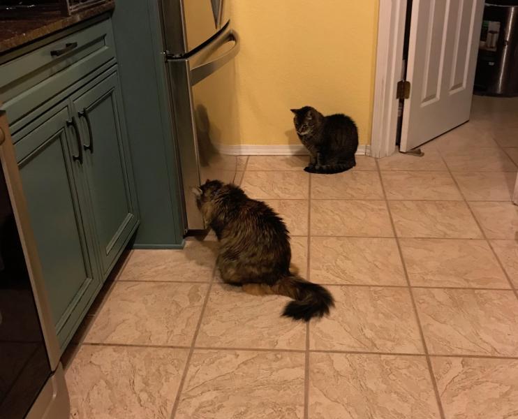 mousers.jpg