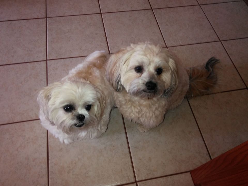 Muffin & Precious.jpg