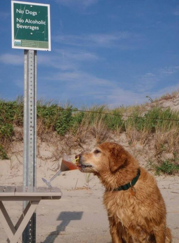 no_dogs.jpeg