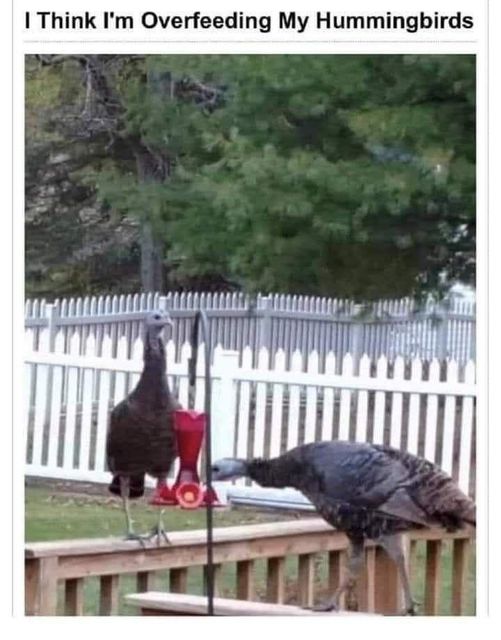 overfeeding hummingbirds.jpg