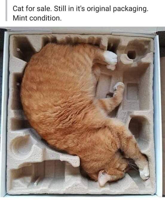 PackagedCat.jpg