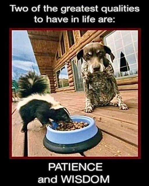 Patience & Wisdom.jpg