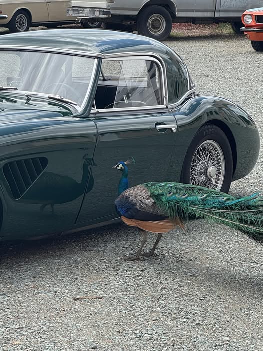 Peacock and Healey.jpg