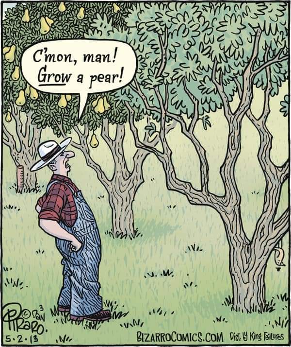 pear.jpeg