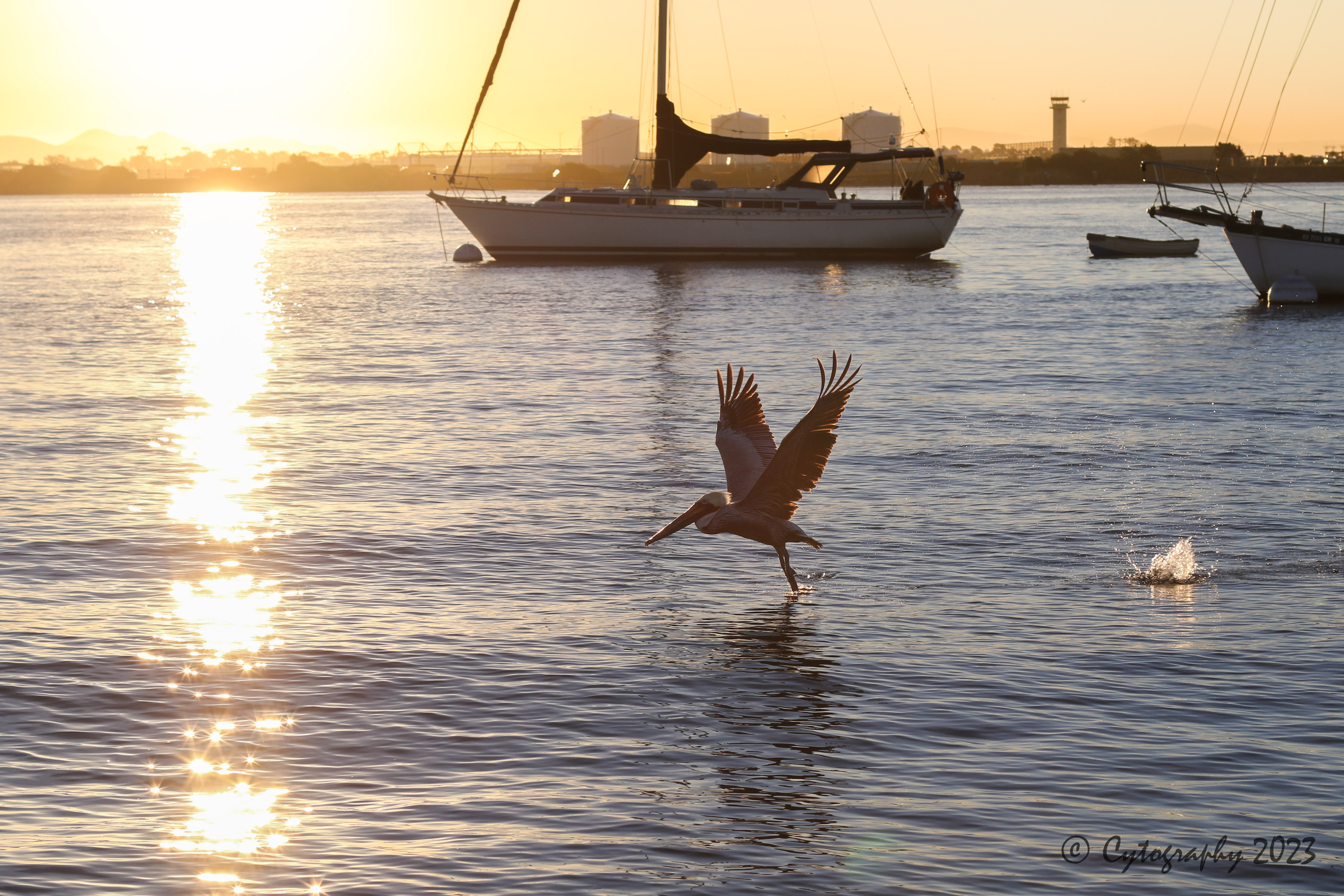 pelican-7046.jpg
