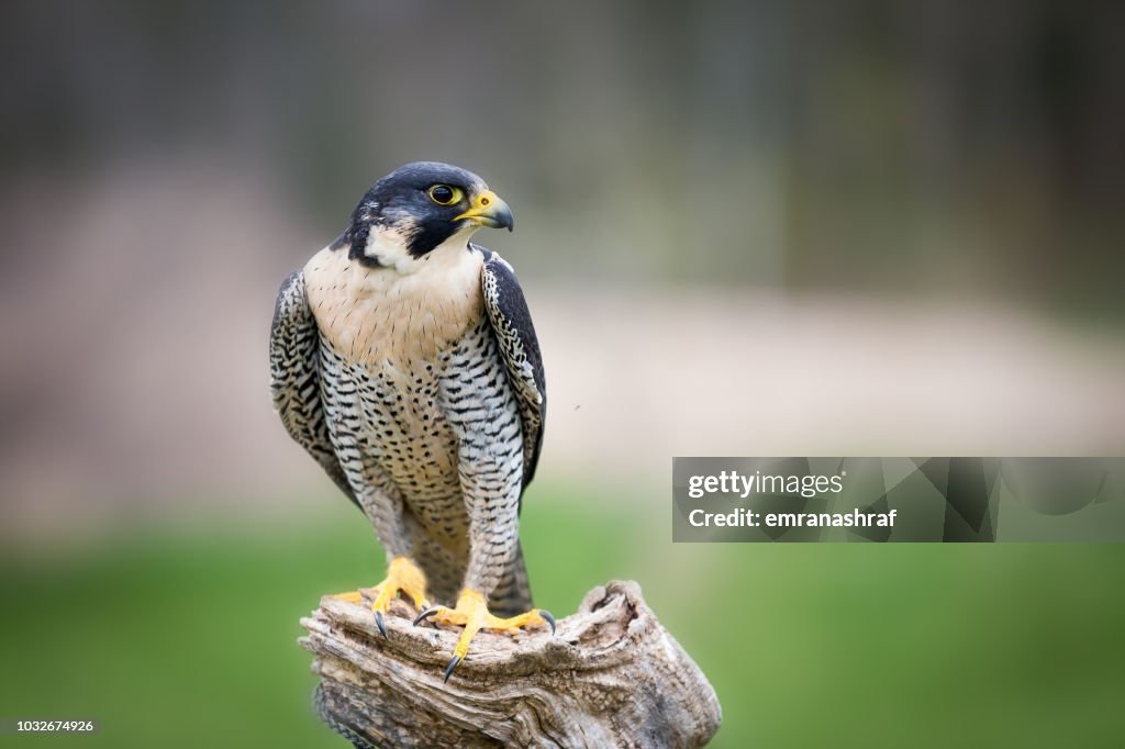 Pereigine Falcon.jpg
